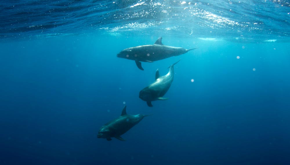 Dolphin watching at Gili Lawa Laut