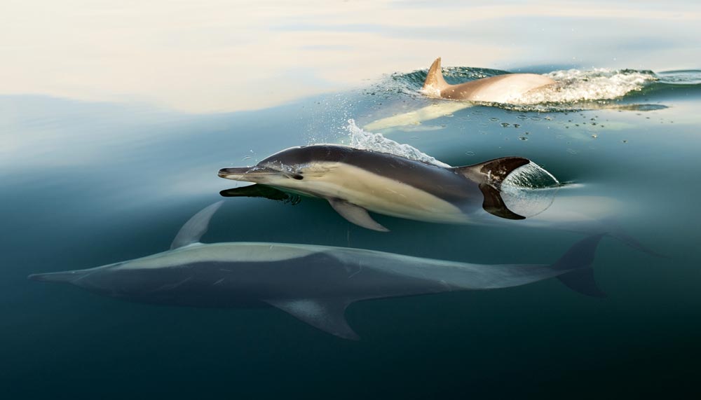 Dolphin watching at Gili Lawa Laut