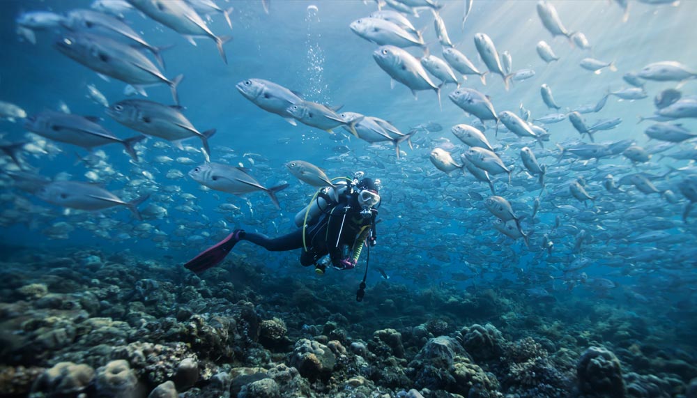 Scuba diving at Komodo National Park