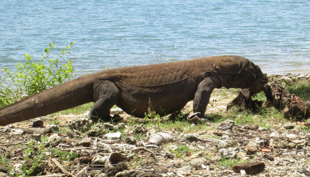 Komodo dragon, Komodo island, Indonesia