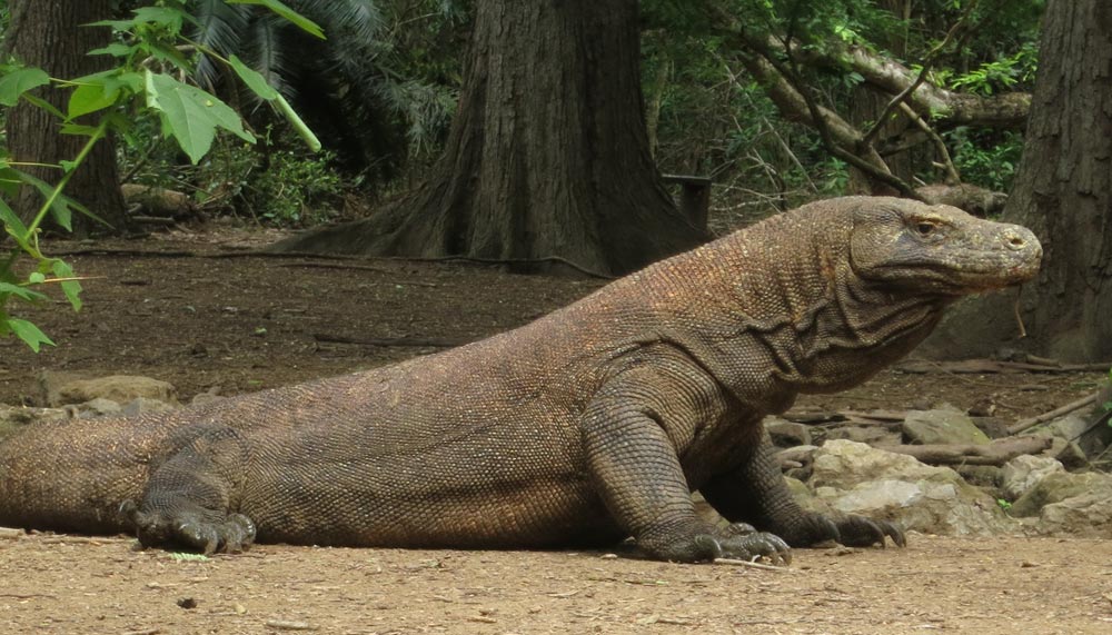 Komodo dragon, Komodo island, Indonesia