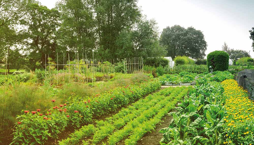 Edible herb garden, The Raymond Blanc Gardening School, Belmond hotel