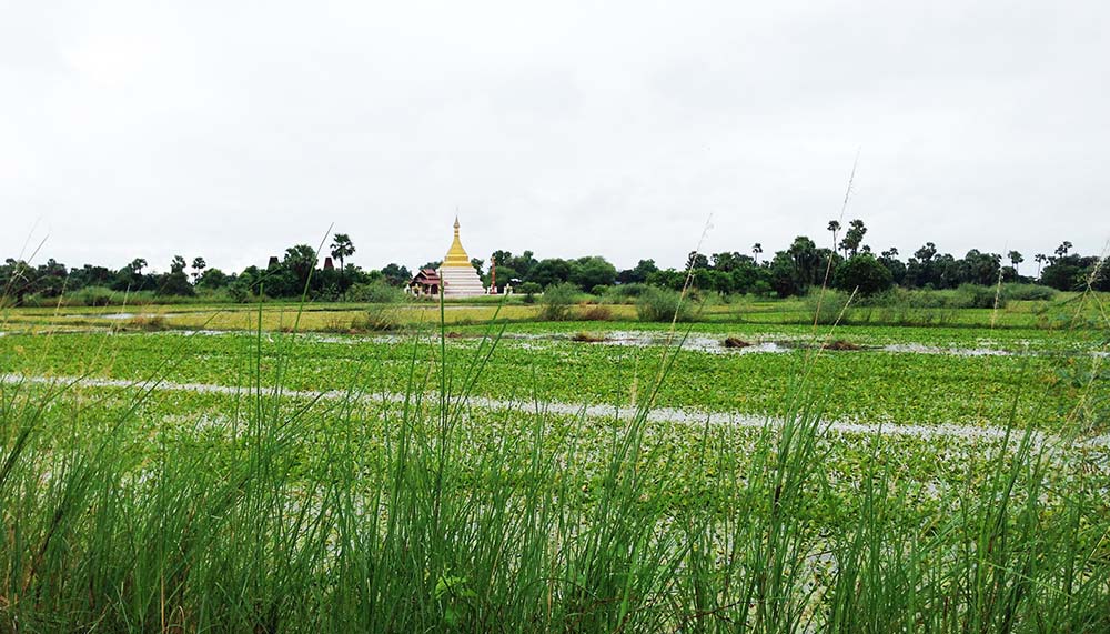 Paddy fields in Myanmar