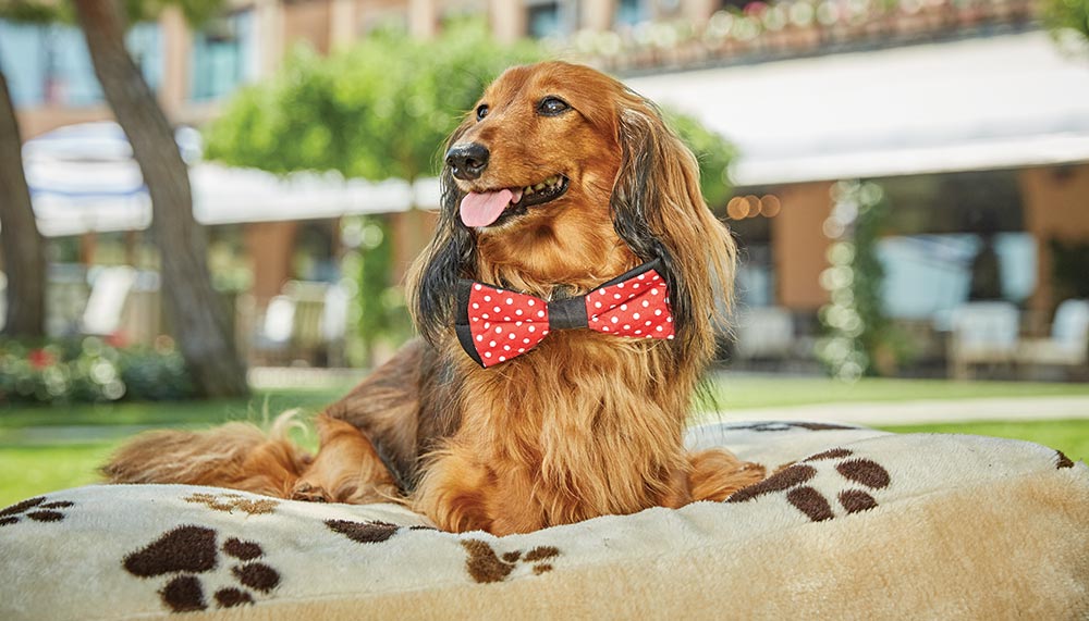 Belmond's Dog Friendly Hotels