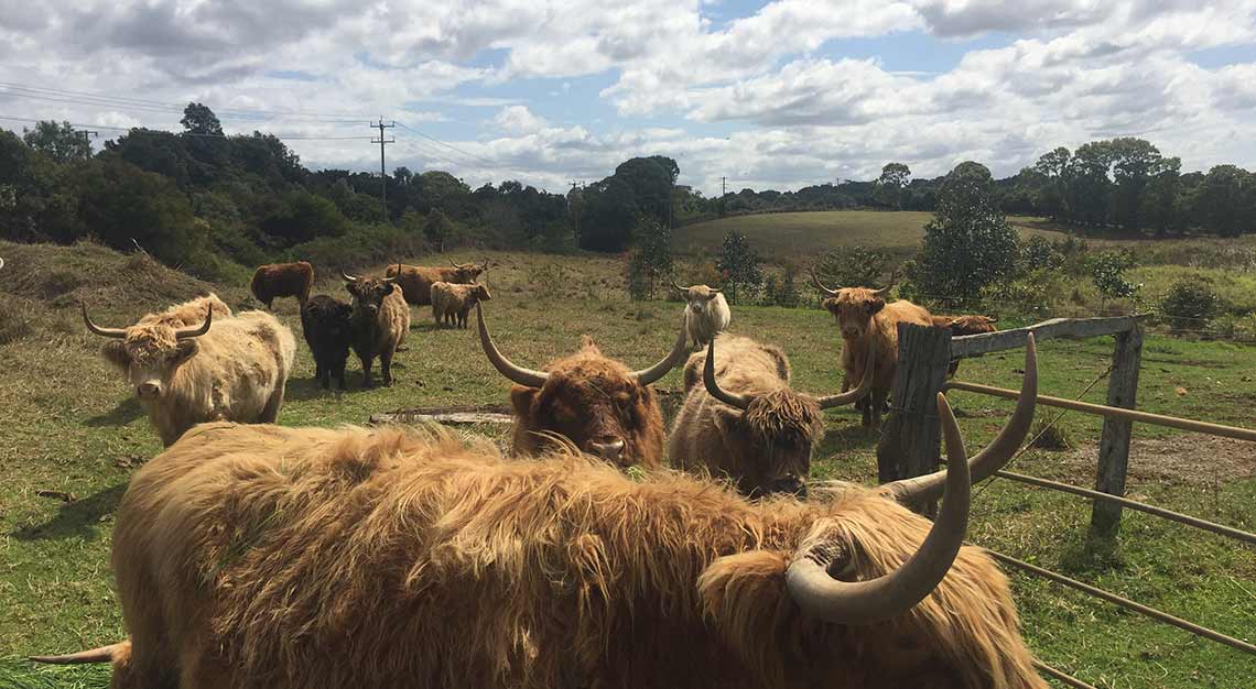 The Farm Byron Bay, Brisbane