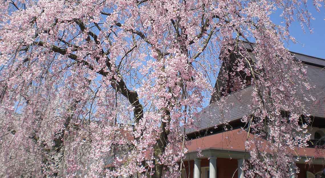 Kakunodate Samurai Village, Akita