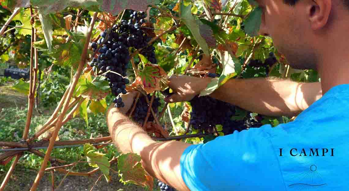 Cantine Colle di San Domenico SRL 2