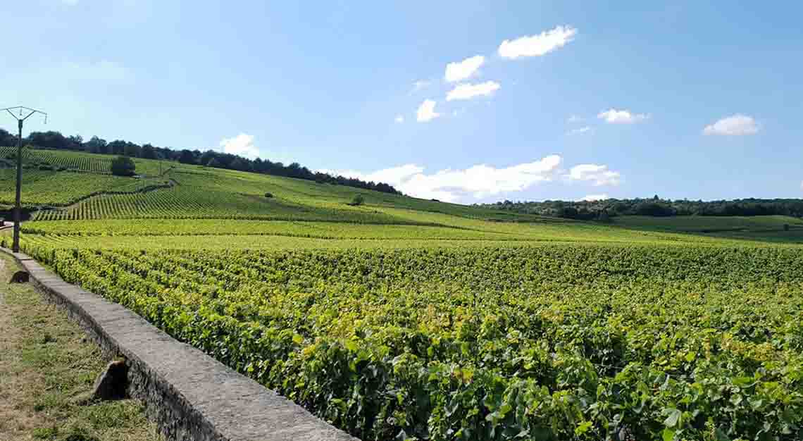 Cantine Colle di San Domenico SRL 2