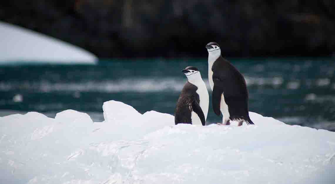 skiing in Antarctica