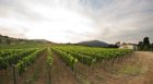 Bvlgari Wines