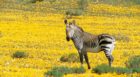 Bushmans Kloof Wilderness Reserve and Wellness Retreat