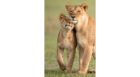 Scott Dunn's The Lion King In Real Life
