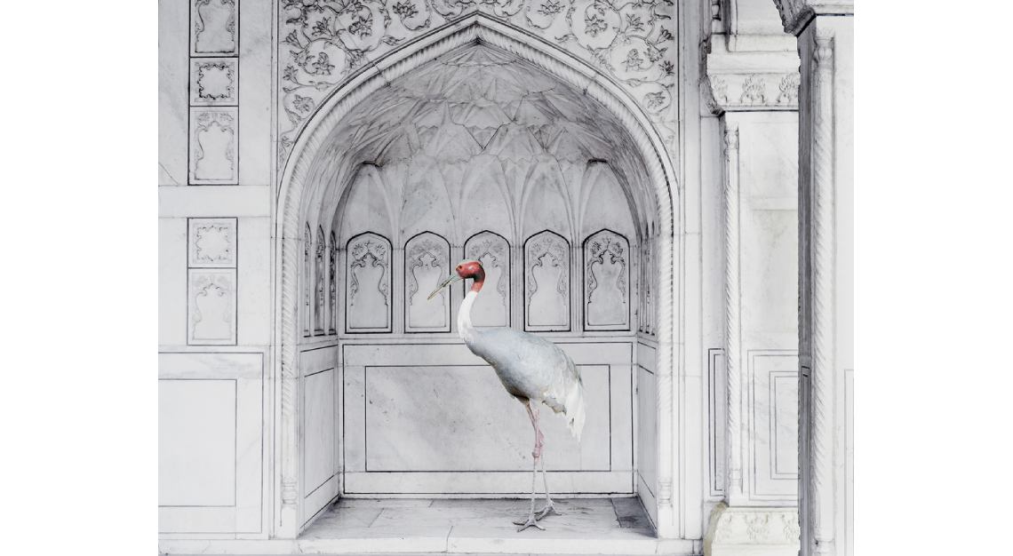 karen knorr