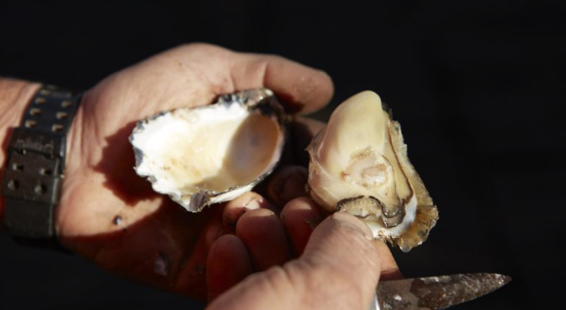 oyster sommelier