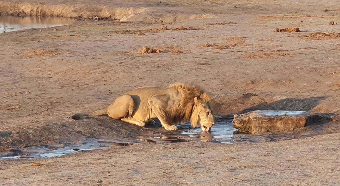 Lion in Africa, Zimbabwe