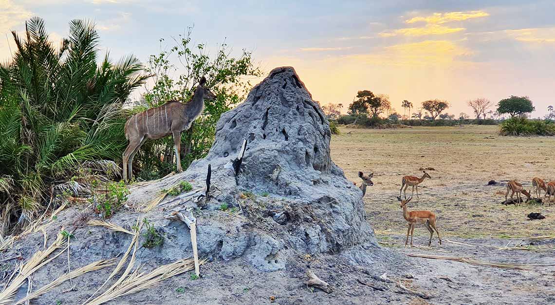 Jao Camp, Botswana, Wilderness Safaris