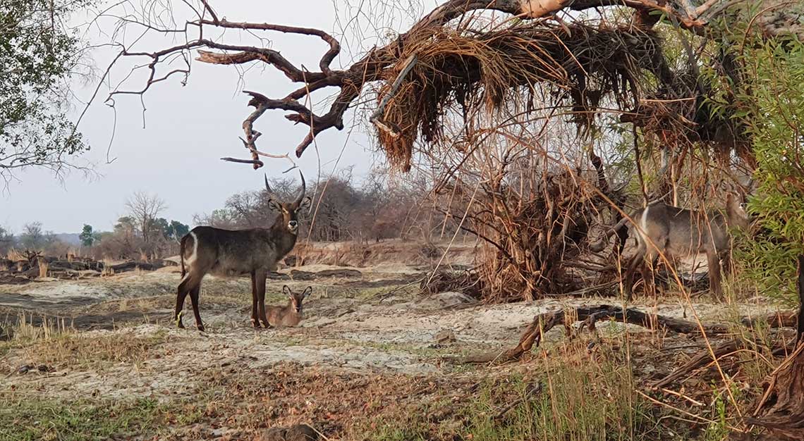 Toka Leya Camp, Zambia, Wilderness Safaris