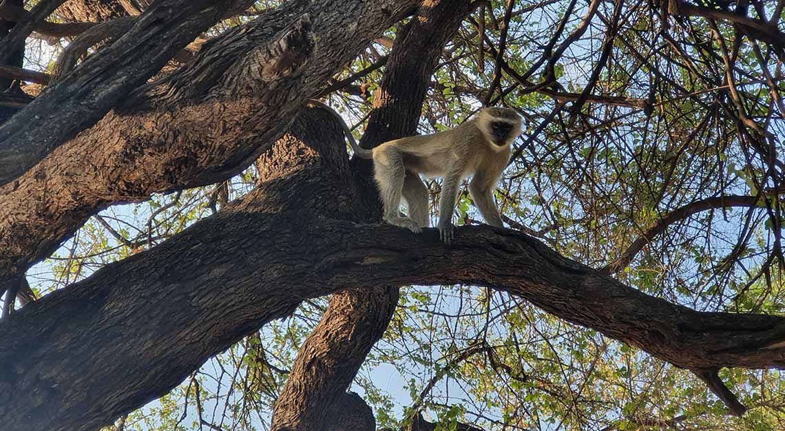 Toka Leya Camp, Zambia, Wilderness Safaris