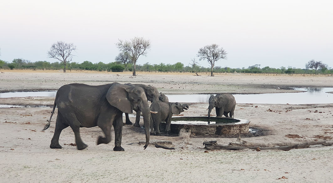 Hwange National Park, Zimbabwe