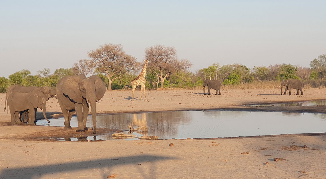 Hwange National Park, Zimbabwe