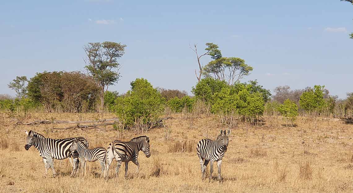 Hwange National Park, Zimbabwe