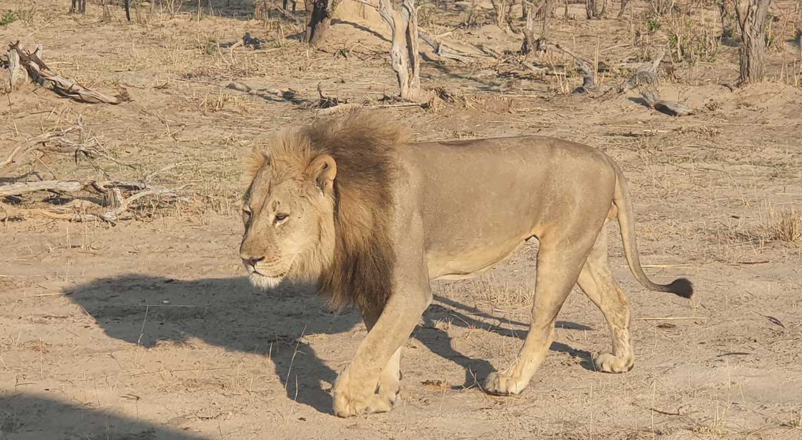 Linkwasha Camp, Zimbabwe