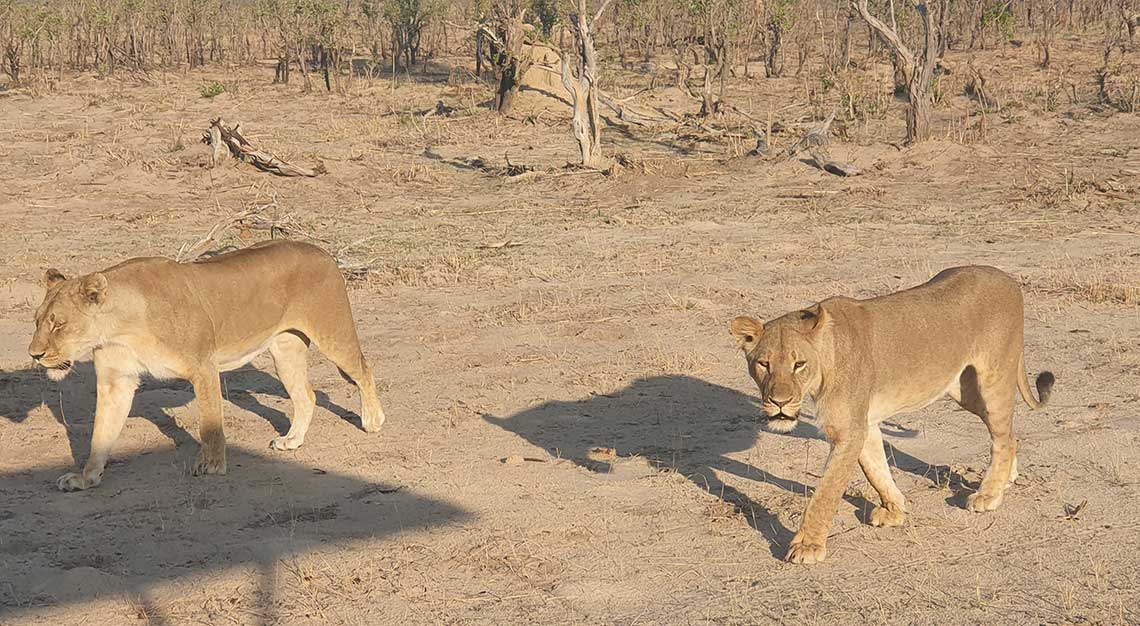 Linkwasha Camp, Zimbabwe