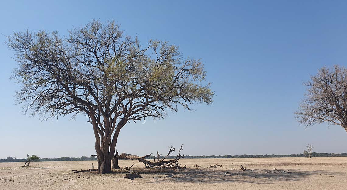 Linkwasha Camp, Zimbabwe