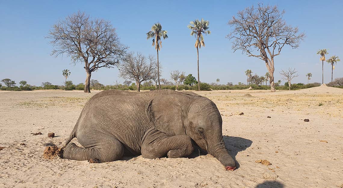 Dead baby elephant in Zimbabwe