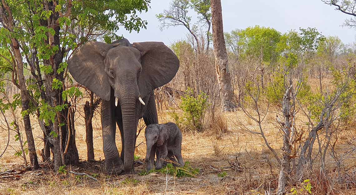 baby elephant in Zimbabwe