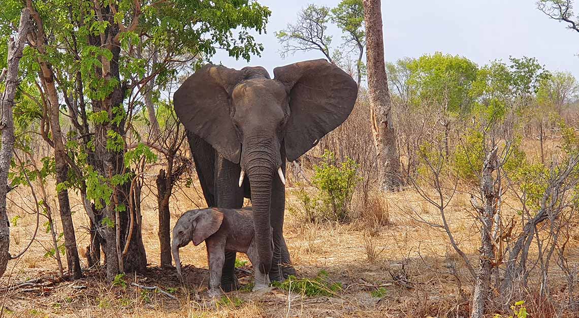 baby elephant in Zimbabwe