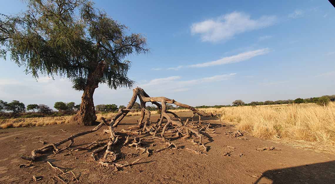 Rukomechi Camp, Zimbabwe