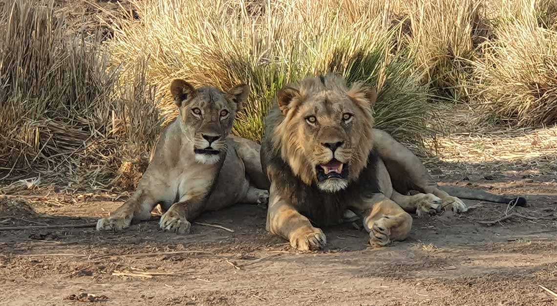 Rukomechi Camp, Zimbabwe