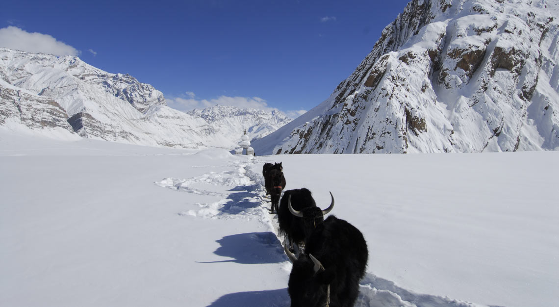 &Beyond snow leopard in India