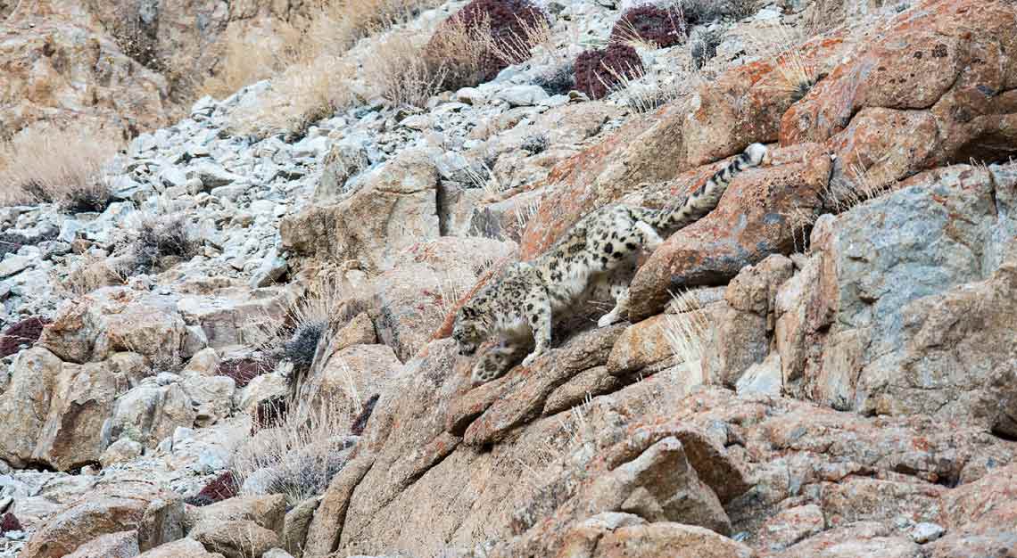 &Beyond snow leopard in India