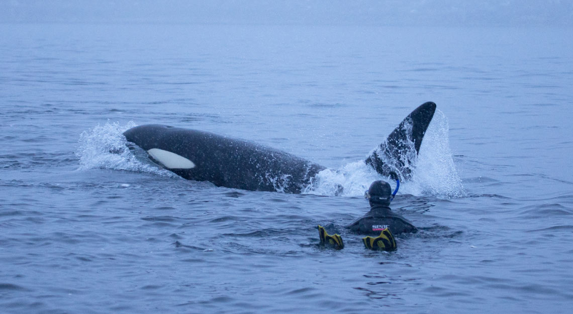 Natural World Safaris killer whales