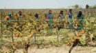 Fratelli Vineyards