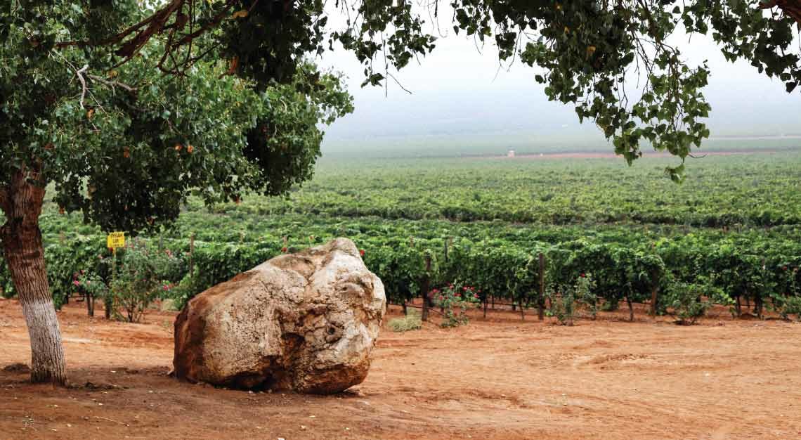 The Llano Colorado Vineyard in Mexico