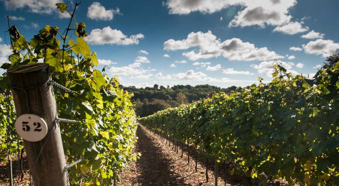 Hamphire's Hambledon Vineyard in England