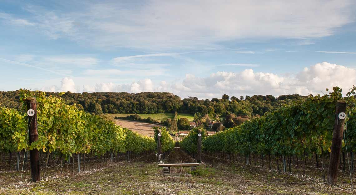 Hamphire's Hambledon Vineyard in England