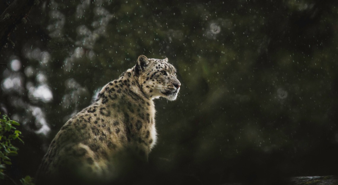 &Beyond snow leopard in India