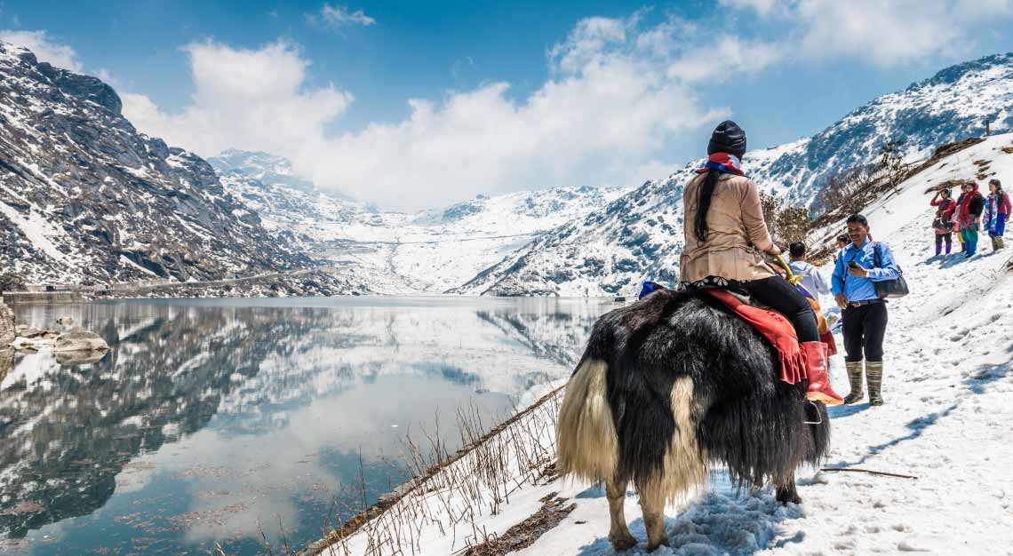 India Yak Sikkim