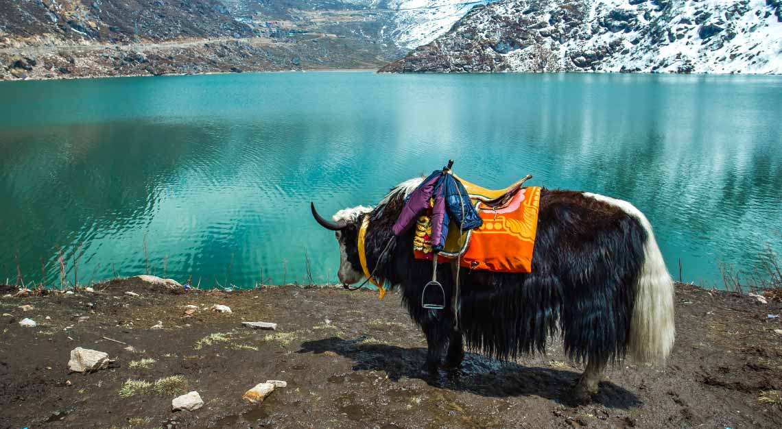 India Yak Sikkim