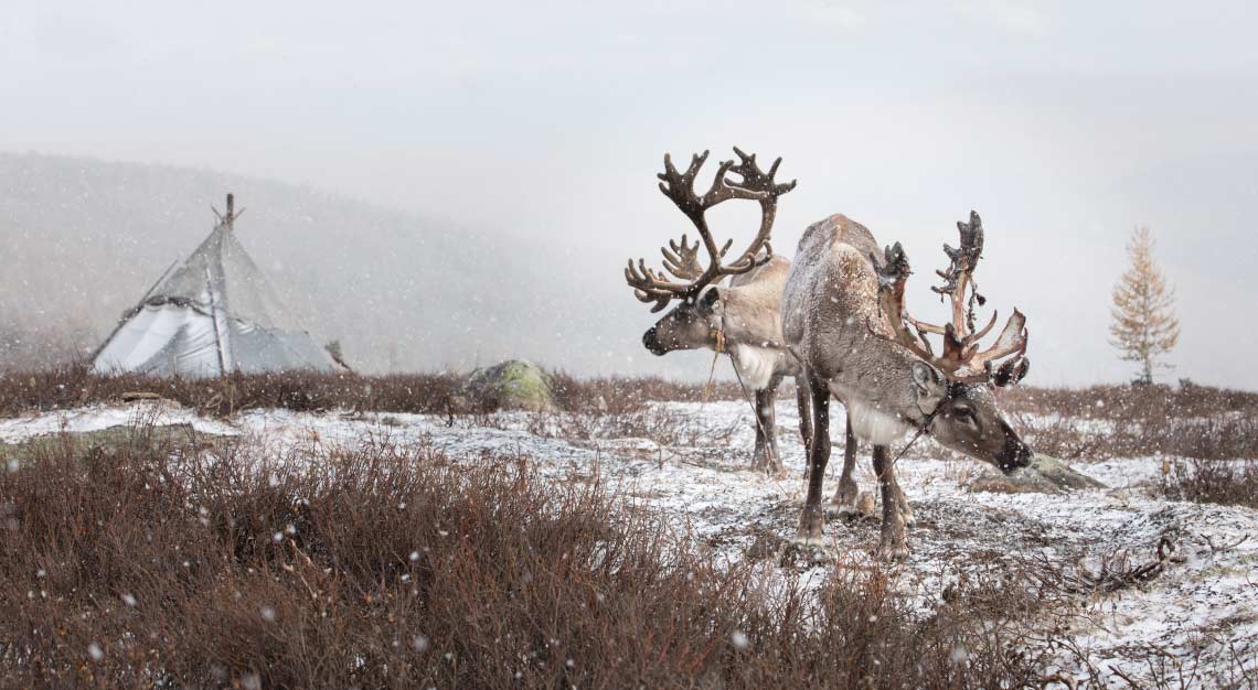 Mongolia Reindeer Tsaatan