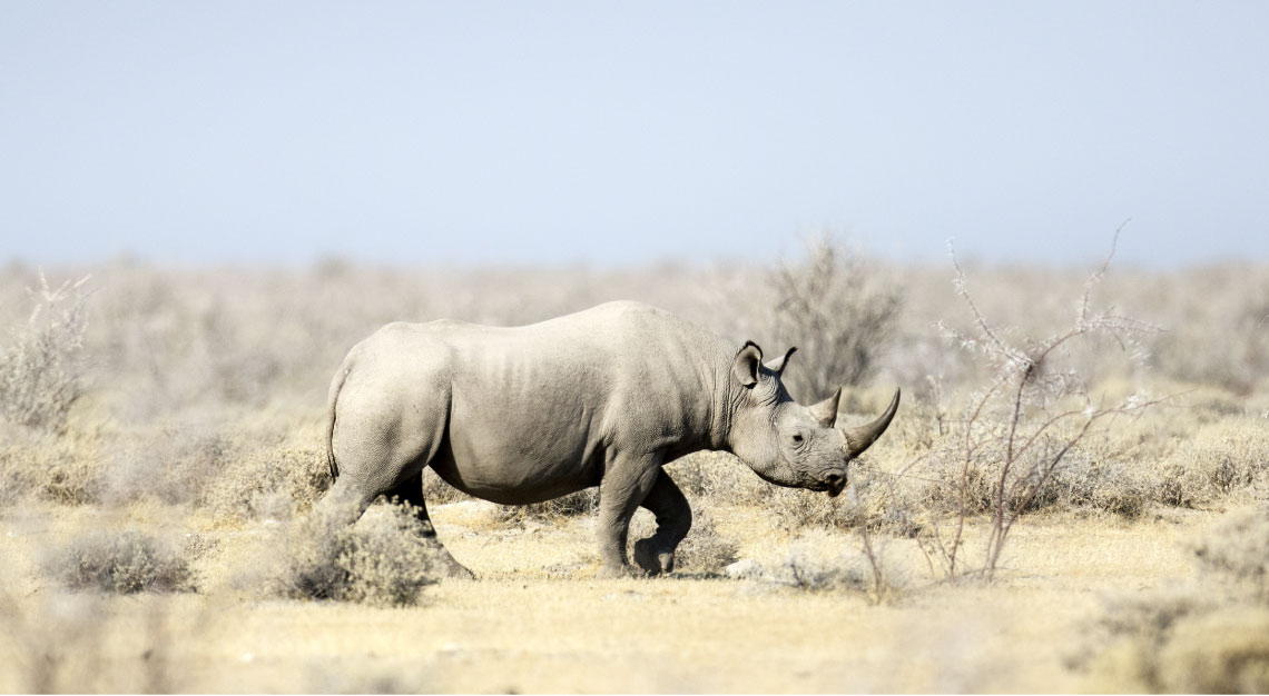 Black-Rhino_Etosha-National-Park_Namibia