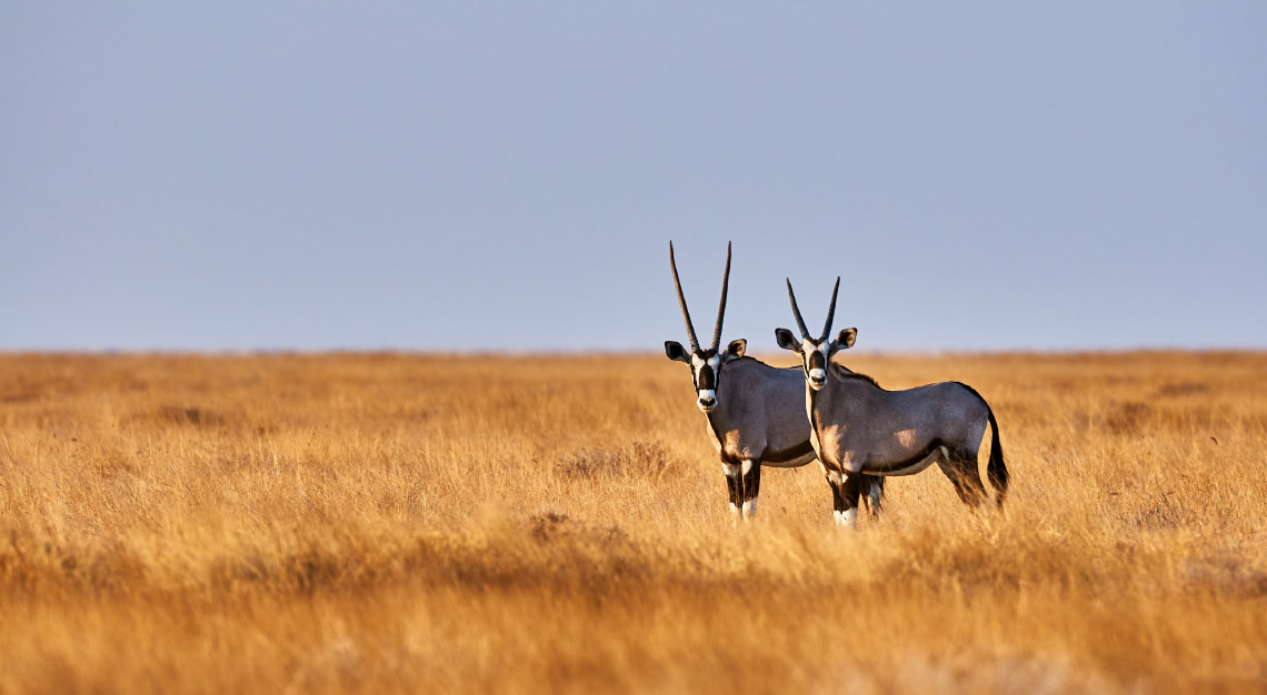Oryx in Etosha National Park