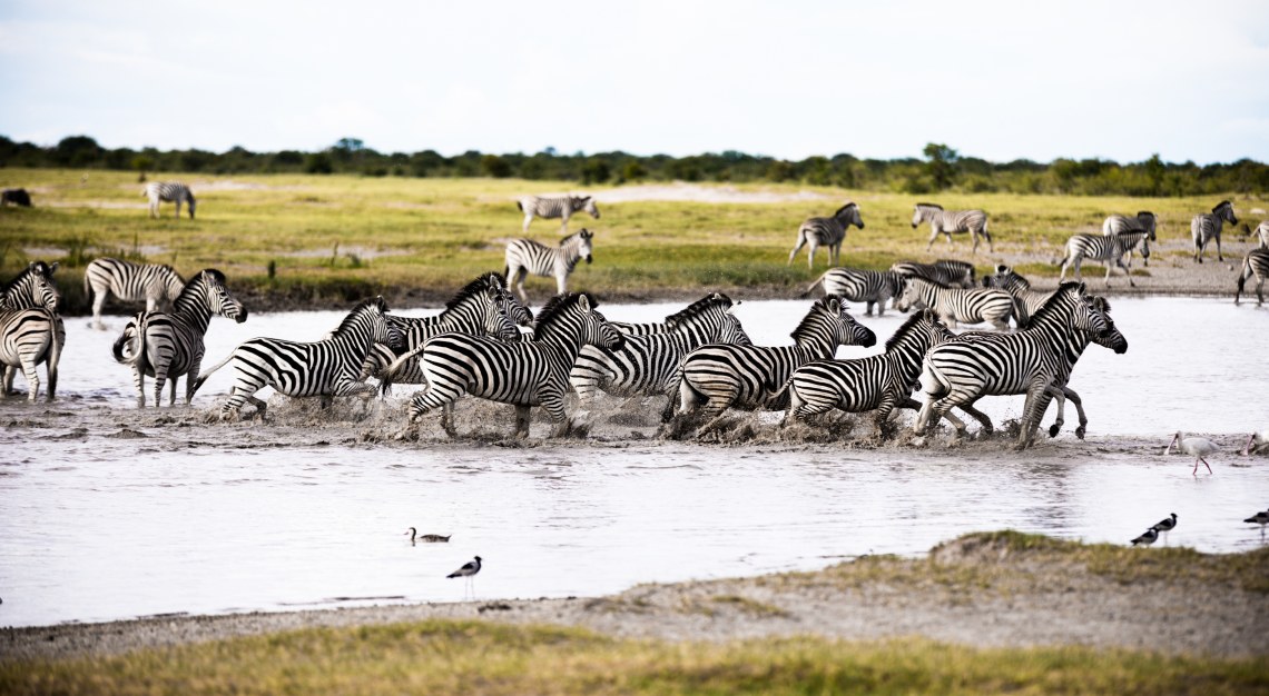 zebra migration