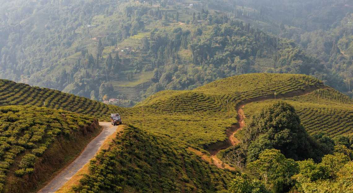 TWG Tea Okayti Estate