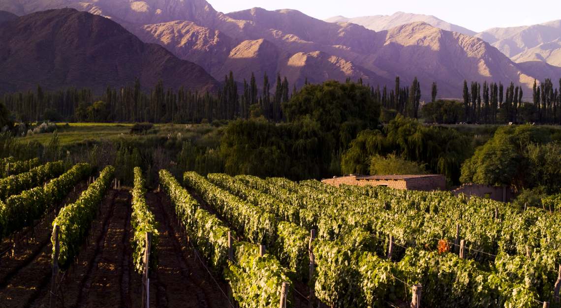 vineyard mendoza