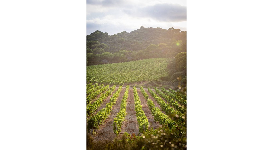 Domaine de L’Ile Porquerolles 2019 rosé